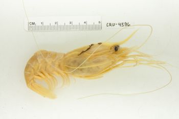 Media type: image;   Invertebrate Zoology CRU-4596 Description: Preserved Specimen.;